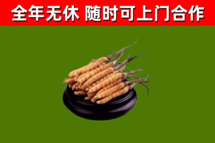 贵港烟酒回收冬虫夏草.jpg