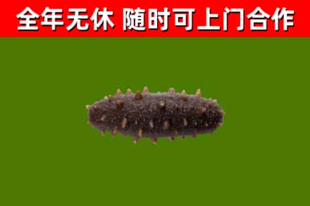 贵港回收海参干